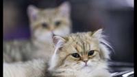 猫科动物国际联合会宣布制裁俄罗斯境内的猫，如何评价这种做法？猫会怎么想？