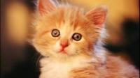 有的猫咪在挨打后为何不还击？