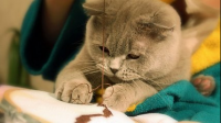 喜欢猫和不喜欢猫的人在性格上有什么鲜明的区别？