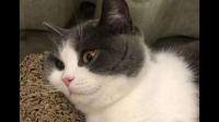 如何挑选到让猫咪健康安全又「心满意足」的猫粮呢？