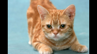 顾湘好小猫里面走失那只猫是胖美么？