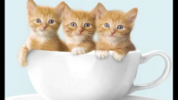 自你养猫以来面对的最大挑战是什么？