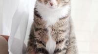猫真的养不熟吗？