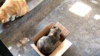下雨的时候校园流浪猫会去哪里?