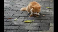 为什么管在外的猫叫流浪猫，又为什么要清除流浪猫，这样真的好吗？以后还会出现一些别的流浪动物名词吗？