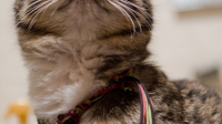 猫咪疫苗接种后的注意事项是什么？