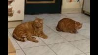 母猫会经常舔一个多月的小猫吗?