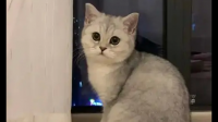 第一次养猫，想养一只英短银渐层，有什么建议吗？