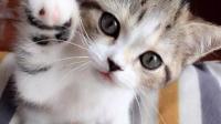 是一个新手铲屎官 猫猫如果喜欢吃猫粮还有必要买猫条吗?