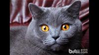 猫咪发烧一个星期了，确诊不了病因，请有经验的兽医帮帮我，谢谢?
