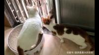 我的猫咪昨天坠楼了 如果她和我有缘分 以后会来找我吗？