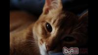 你在养阿比西尼亚猫的过程中遇到了哪些让人崩溃的事？