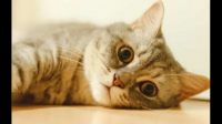 我家猫咪生完小猫咪已经一个月了，今天发现猫咪耳朵后面大量掉毛，还伴有结痂，是她自己挠的，这是什么症状?