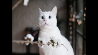 为什么说在猫的世界里，互相舔毛有阶级区别，即级别高的猫舔级别低的猫？