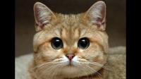 猫毛进了眼睛会去哪里？如何取出？