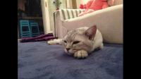 猫不听话，是送人还是放生？