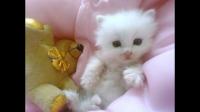 猫猫为什么喜欢躲猫猫？它们是在躲主人还是在躲什么？
