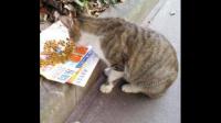 为什么网上有那么多爱猫人士救助和收养流浪猫，而在现实生活中却没有看见有谁愿意救助和收养流浪猫？