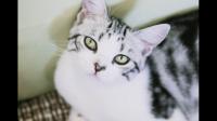 为什么救助流浪猫这么难？