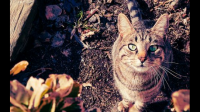 怎么训练猫咪在固定的地方上厕所？