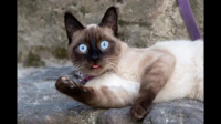 猫咪是真的需要绝育吗？