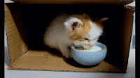 想知道如何才能捡到猫？