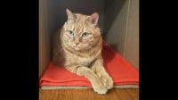 因为自己养的宠物猫跟家里人吵架正常吗？