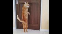 就想知道怎么才能成功阻止我们家猫半夜挠门，要疯了……？