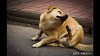 如何除去宠物身上的跳蚤？