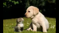 你觉得养猫好，还是养狗好？