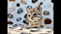 路边肯让人摸的猫，是单纯想蹭饭还是喜欢跟人接触呢？