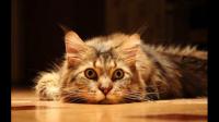 非常讨厌猫，看见猫就恶心，怎么办？