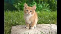 猫咪眼部上方毛突然稀疏了可能有哪些原因？