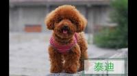 宠物基因储存几岁做合适啊，年纪比较大的狗狗储存会不会影响以后克隆体的身体健康之类的?