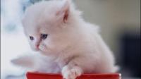 养猫家庭如何防止猫咪乱翻垃圾桶？买智能垃圾桶有用吗？