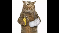 猫明明很脆弱很容易生病，人类为什么会说猫有九条命？