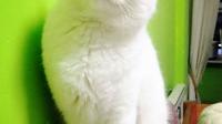 你收养过流浪猫狗吗，你和它之间有什么样的故事？