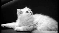 感觉2020下半年宠物猫价格跌到冰点，是什么原因？能崩盘吗？