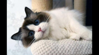 猫可以坏到什么程度？