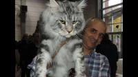 如果能让你的宠物猫放大你希望放大多少倍？