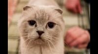 既然猫咪的祖先生活在沙漠，为什么猫咪喜欢吃鱼呢？
