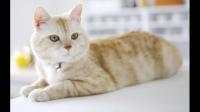 猫和蛇谁比较厉害，哪位大神能够给具体分析一下？