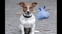 这个社会对大型犬真的有很大偏见吗？