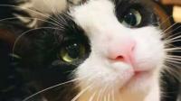 难道猫粮不是粗蛋白越高越好吗？为什么我换了高蛋白猫粮后，猫粮软便情况好严重呀?