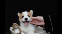 养卡迪根柯基是一种怎样的体验？
