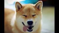 柴犬的价格多少才算是一个正常合适的价格呢？