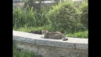 如何向孩子解释为什么有些小猫咪喜欢吃猫草？