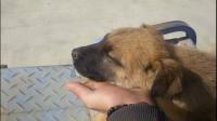 最近七八年一直想养一只中型犬，本人是第一次养狗，有什么犬种值得推荐么？每个月成本大概多少？