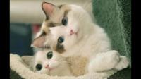 小猫到家之后一直叫，躲床下不肯出来到底怎么办？