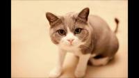 我家猫老是要帮我舔头发，它当我是猫?要帮我顺毛?